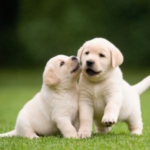 Labrador Retriever Puppies Behavior- All You Need to Know